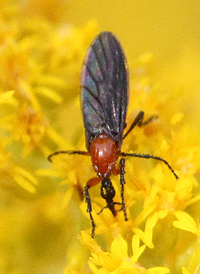 Dilophus spinipes